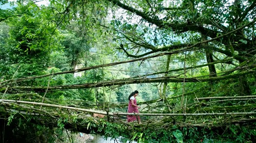 インド 生きている橋